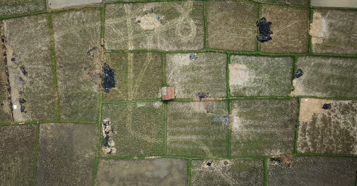 Aerial perspective of green and brown patchwork rice fields with a small house.